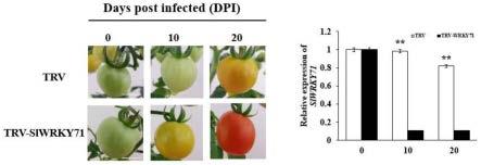 一种抑制番茄果实成熟的基因SlWRKY71及其调控方法