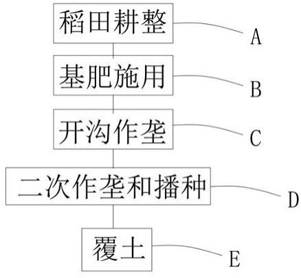 一种水稻开沟起垄旱穴直播方法