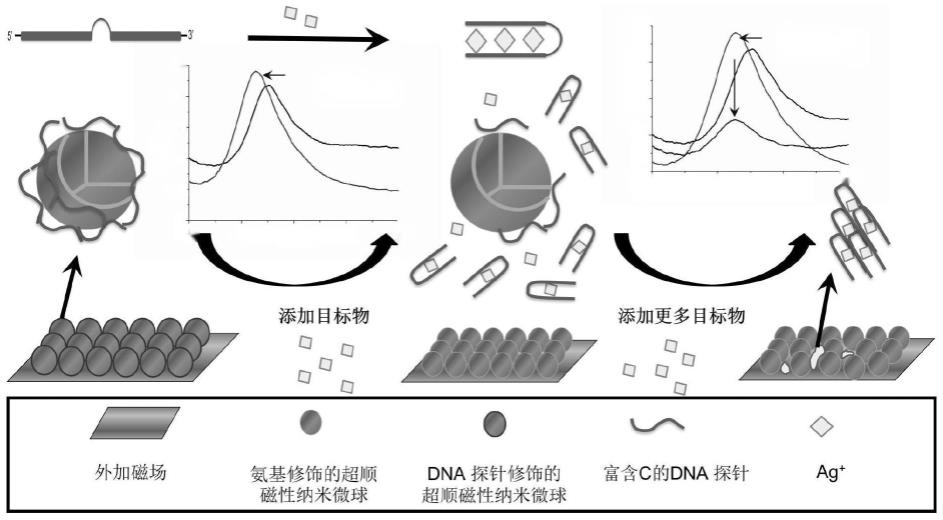 核酸修饰的超顺磁性光子晶体传感材料、制备方法和应用