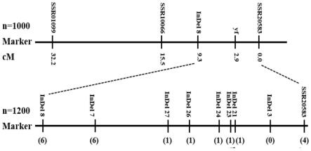 与黄瓜叶片黄化突变紧密连锁的InDel3分子标记及其应用