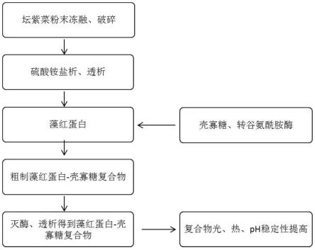 一种藻红蛋白与壳寡糖共价交联来提高藻红蛋白稳定性的方法和应用