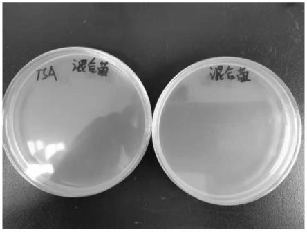 一种增菌液及其在检测唐菖蒲伯克霍尔德氏菌中的用途的制作方法