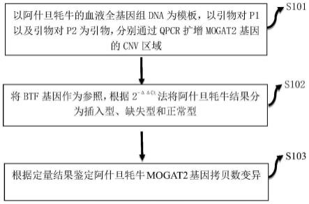 一种牦牛MOGAT2基因CNV标记的检测方法及其应用