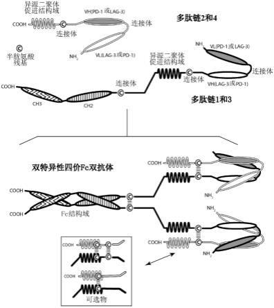 用于单独或组合使用B7-H3抗体-药物缀合物的方法与流程