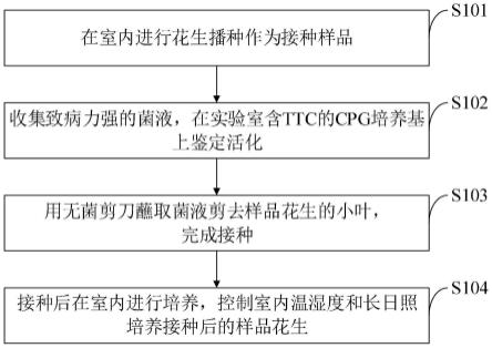 一种室内花生青枯菌接种方法