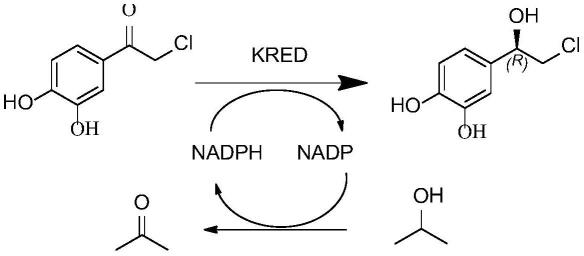 一种酮还原酶突变体及其应用的制作方法