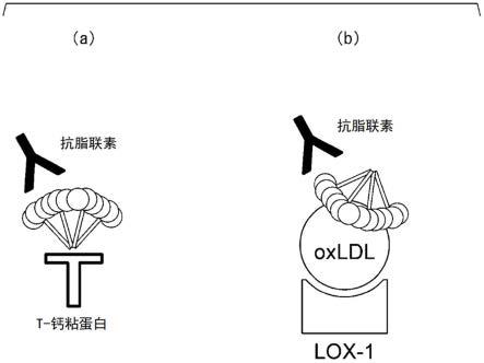 脂联素的定量方法以及用于该定量方法的分析用试剂