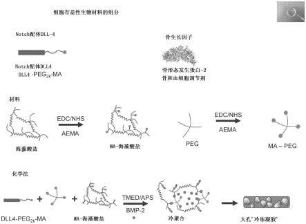 重塑造血巢以重建免疫的制作方法