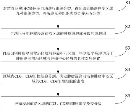 结直肠癌IHC染色图肿瘤浸润前沿的免疫分级方法、系统和存储介质与流程