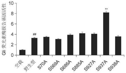 一种人GLI1蛋白Ser937位点磷酸化抗体的制备方法及其应用