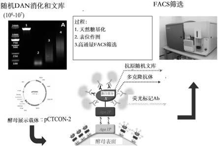 冠状病毒抗体