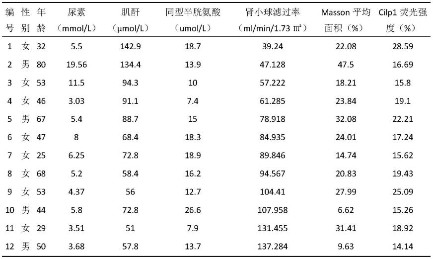 Cilp1作为肾纤维化生物标志物的应用