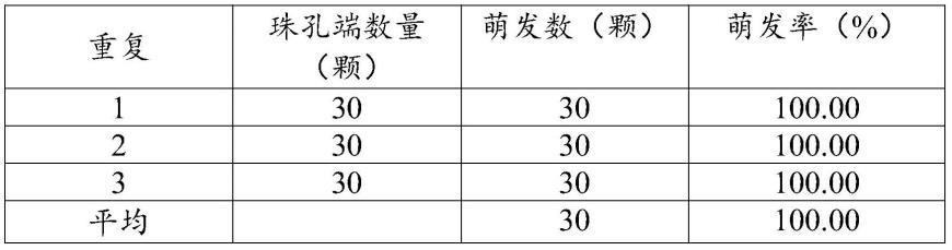 一种魔芋实生籽的扩繁方法与流程