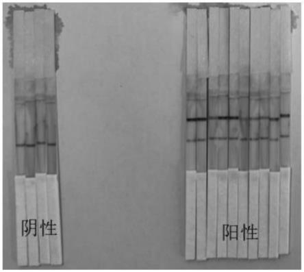 一种引物、探针、组合物、层析试纸及制备方法、试剂盒与流程