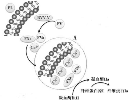 一种抗凝药物活性检测系统及其检测方法与流程