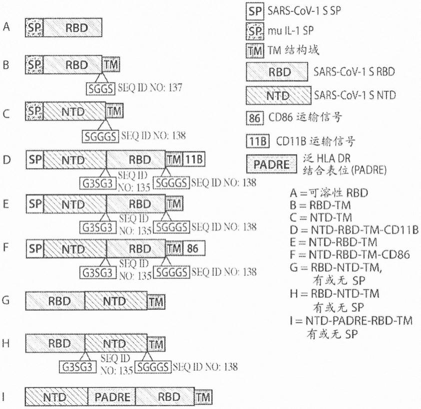 SARS-COV-2mRNA结构域疫苗的制作方法