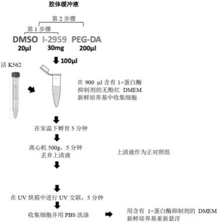 自然杀手细胞的放大方法与流程