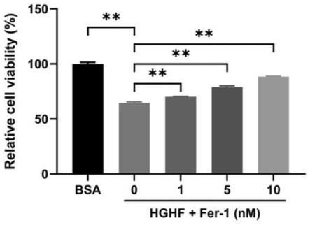 铁死亡抑制Ferrostatin-1在糖尿病性骨质疏松症治疗药物中的应用