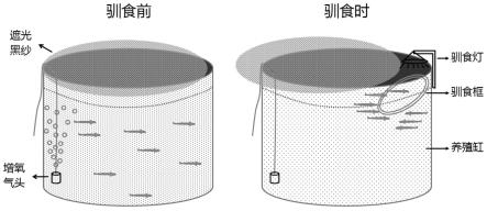 鳡仔鱼室内快速驯食人工配合饲料的方法