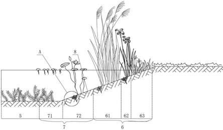 一种驳岸水生植物复层群落景观结构的制作方法