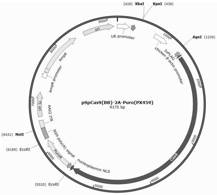 一种改良的CRISPR Cas9基因编辑方法及应用与流程