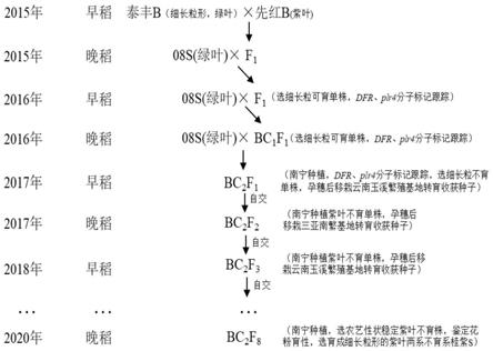 紫色叶水稻两系不育系及其选育方法与应用