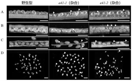 E41基因在调控植物胚胎发育中的应用