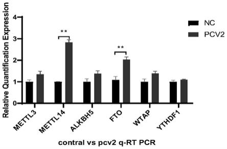一种调控PCV2在宿主细胞中复制的方法及应用