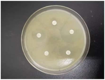 可用于医院护理杀菌消毒的双噁唑药物分子及其制备方法和应用