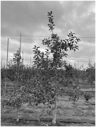 一种干旱寒冷区苹果矮化密植栽培稳产的方法