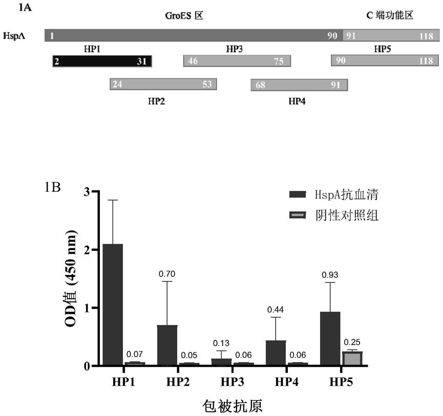 幽门螺杆菌HspA的B细胞表位多肽HP11及其应用