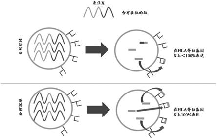 新抗原组合物及其用途的制作方法