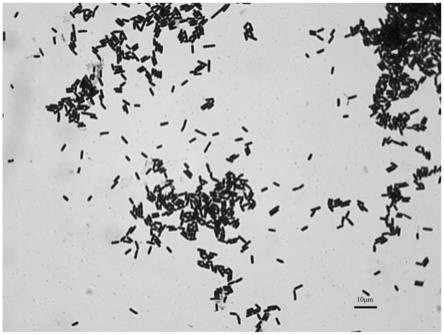 一种枯草芽孢杆菌菌株及其筛选方法和应用
