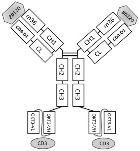 靶向HIVgp120蛋白和人CD3分子的多特异性抗体及其应用的制作方法