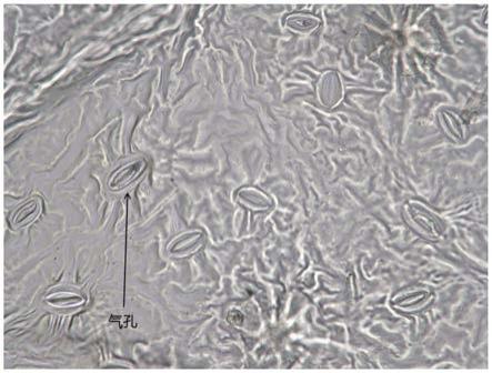 一种通过核桃叶片气孔密度鉴别核桃抗病性的方法与流程
