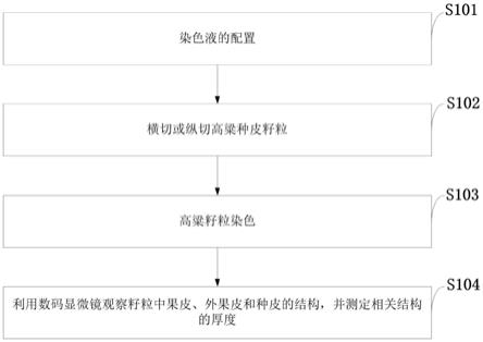 一种利用染液染色观测白色高粱种子切面结构的方法