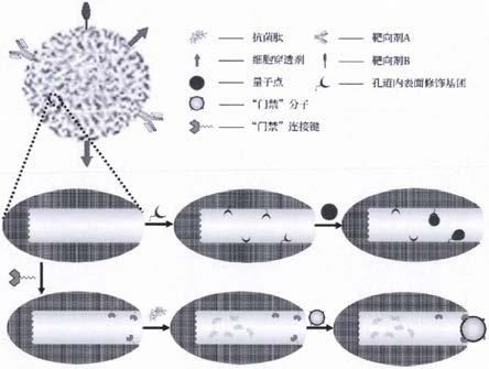 转运抗菌肽的介孔纳米载体