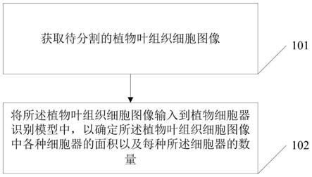 基于深度堆叠卷积神经网络的植物细胞器分割方法及系统