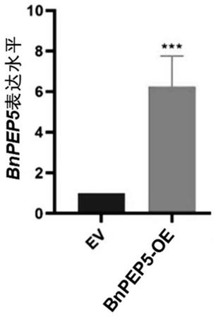 油菜基因BnPEP5在菌核病防控中的应用