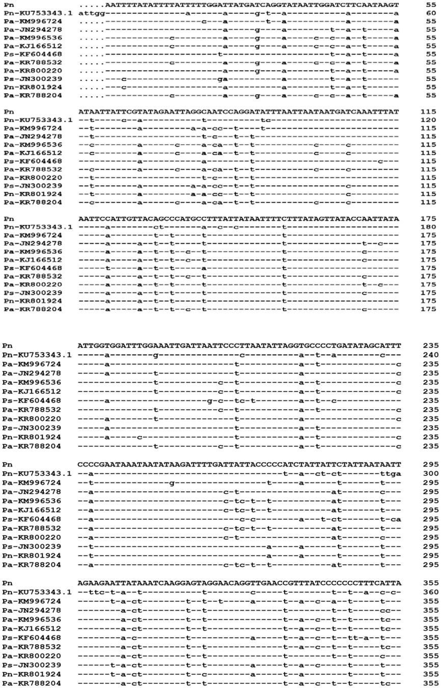 一种鉴定中国华北区日本瘤姬蜂的分子方法