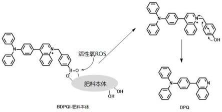 BDPQI在检测土壤中活性氧的应用、具有光响应的肥料及其制备方法