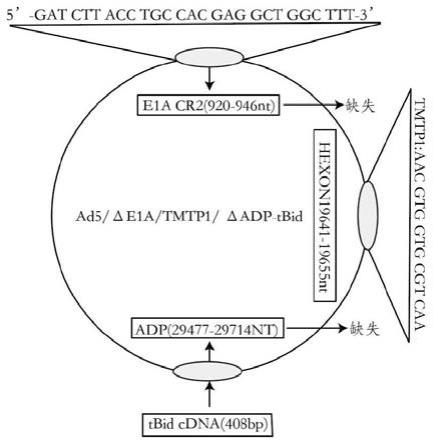 一种携带TMTP1和tBid的溶瘤腺病毒重组体、其构建方法及应用与流程
