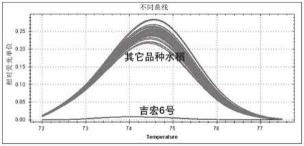 水稻SNP标记及其应用的制作方法