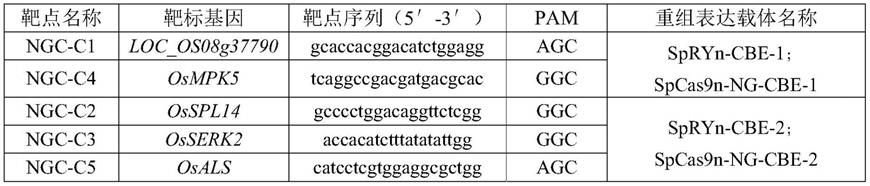 一种将植物基因组中的碱基C突变为碱基T的方法