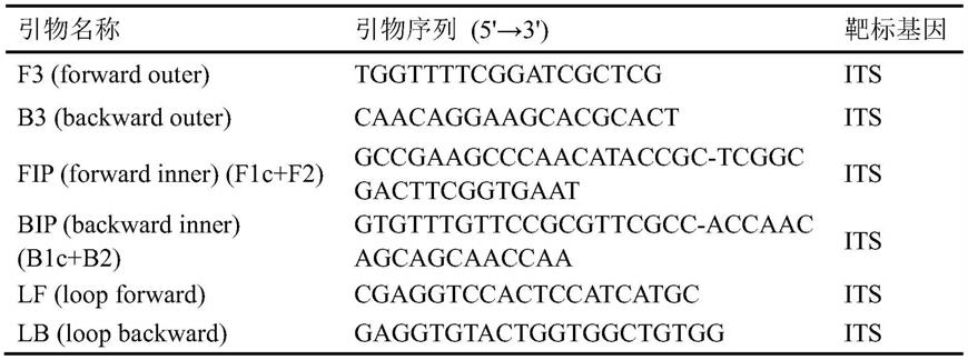 一种用于检测固执腐霉的LAMP引物组合物及其检测方法