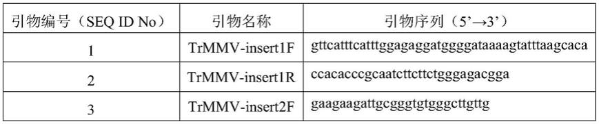 瓜蒌斑驳花叶病毒及其侵染性克隆载体、构建方法和应用