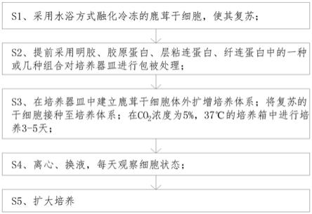 一种鹿茸干细胞体外扩增培养体系及其方法与流程