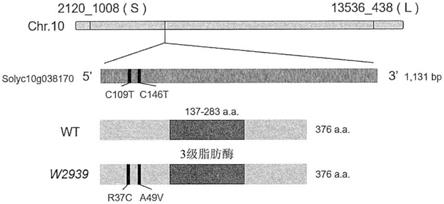 显现耐高温性、高产量性以及单性结实性的果实类植物