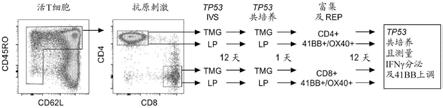 识别P53中的R175H或Y220C突变的T细胞受体的制作方法