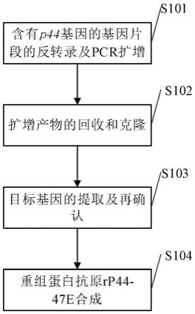 嗜吞噬细胞无形体重组蛋白抗原的制备方法及含有该重组蛋白抗原的试剂盒